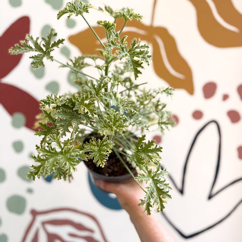 Pelargonium crispum ‘Variegatum’ – Mint Scented Geranium - Sprouts of Bristol