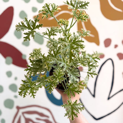 Pelargonium crispum ‘Variegatum’ – Mint Scented Geranium - Sprouts of Bristol