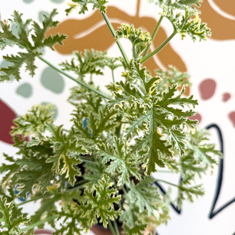Pelargonium crispum ‘Variegatum’ – Mint Scented Geranium - Sprouts of Bristol