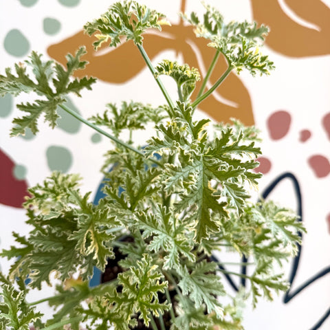 Pelargonium crispum ‘Variegatum’ – Mint Scented Geranium - Sprouts of Bristol