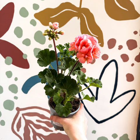 Pelargonium zonale 'Montevideo' - Bedding Geranium - Sprouts of Bristol