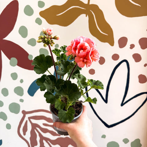 Pelargonium zonale 'Montevideo' - Bedding Geranium - Sprouts of Bristol