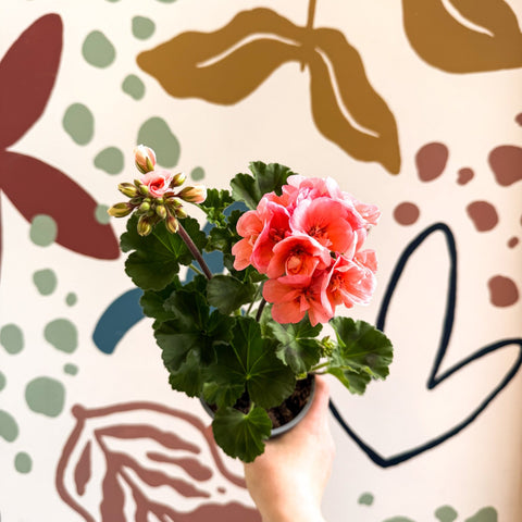 Pelargonium zonale 'Montevideo' - Bedding Geranium - Sprouts of Bristol