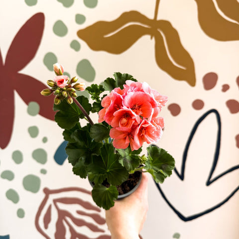 Pelargonium zonale 'Montevideo' - Bedding Geranium - Sprouts of Bristol