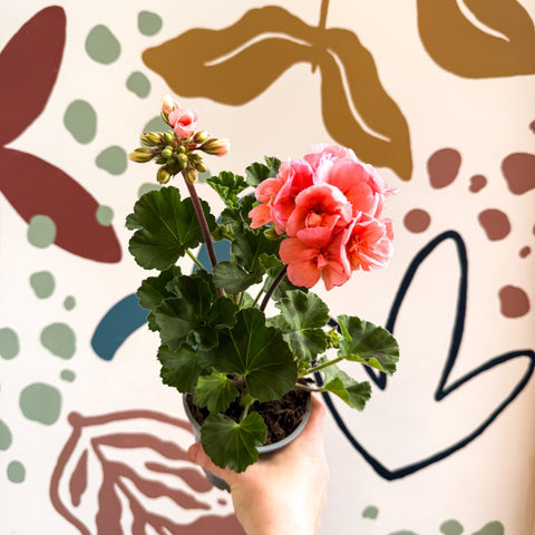 Pelargonium zonale 'Montevideo' - Bedding Geranium - Sprouts of Bristol