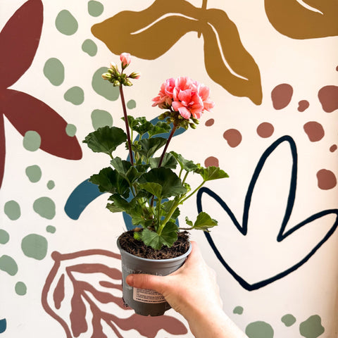 Pelargonium zonale 'Montevideo' - Bedding Geranium - Sprouts of Bristol