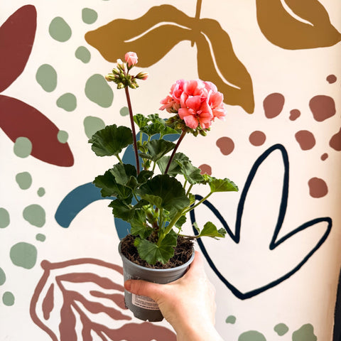 Pelargonium zonale 'Montevideo' - Bedding Geranium - Sprouts of Bristol