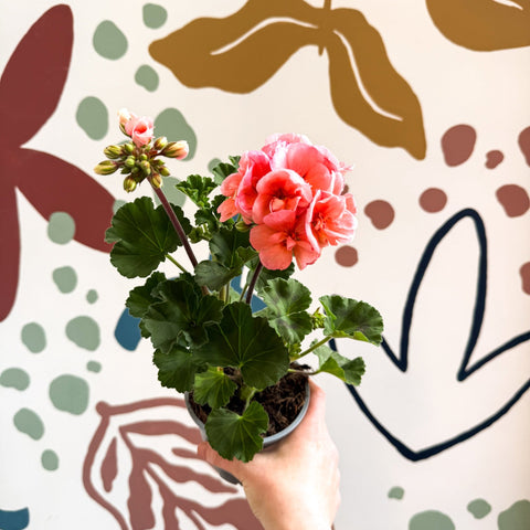 Pelargonium zonale 'Montevideo' - Bedding Geranium - Sprouts of Bristol