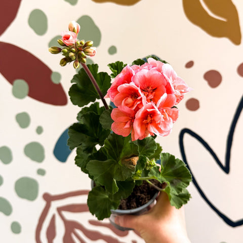 Pelargonium zonale 'Montevideo' - Bedding Geranium - Sprouts of Bristol