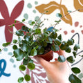 Pellaea rotundifolia - Button Fern - Sprouts of Bristol