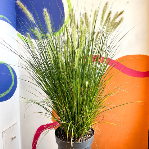 Pennisetum alopecuroides 'Hameln' - Chinese Fountain Grass - Sprouts of Bristol