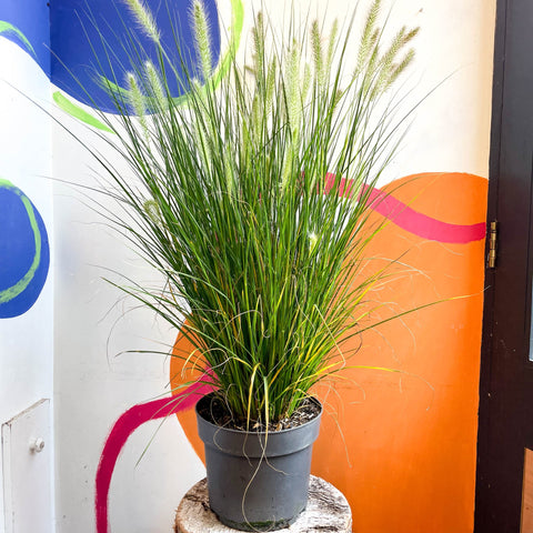 Pennisetum alopecuroides 'Hameln' - Chinese Fountain Grass - Sprouts of Bristol