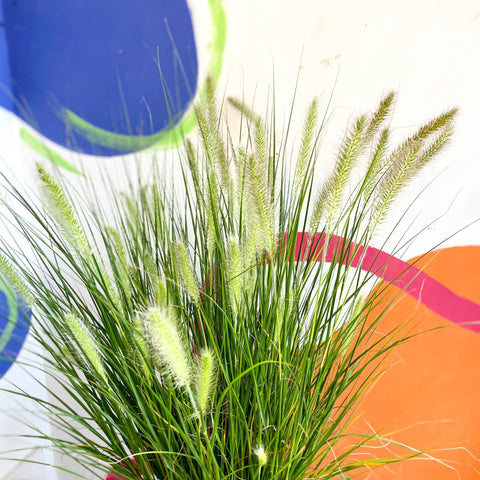 Pennisetum alopecuroides 'Hameln' - Chinese Fountain Grass - Sprouts of Bristol