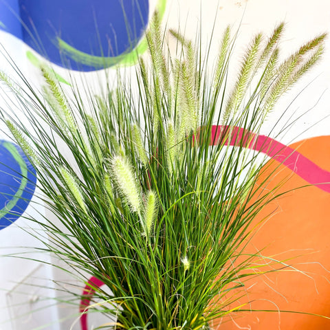 Pennisetum alopecuroides 'Hameln' - Chinese Fountain Grass - Sprouts of Bristol