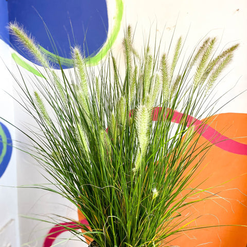 Pennisetum alopecuroides 'Hameln' - Chinese Fountain Grass - Sprouts of Bristol