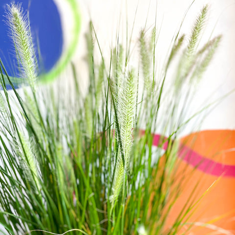 Pennisetum alopecuroides 'Hameln' - Chinese Fountain Grass - Sprouts of Bristol