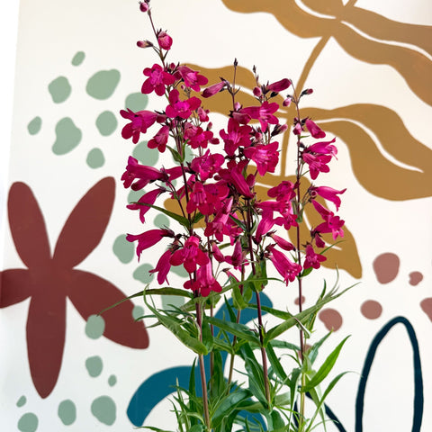 Penstemon 'Garnet' - Beard Tongue [British Grown Perennial] - Sprouts of Bristol