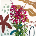 Penstemon 'Garnet' - Beard Tongue [British Grown Perennial] - Sprouts of Bristol