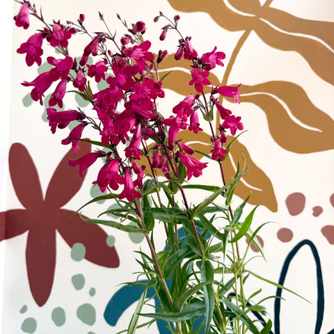 Penstemon 'Garnet' - Beard Tongue [British Grown Perennial] - Sprouts of Bristol