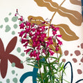 Penstemon 'Garnet' - Beard Tongue [British Grown Perennial] - Sprouts of Bristol