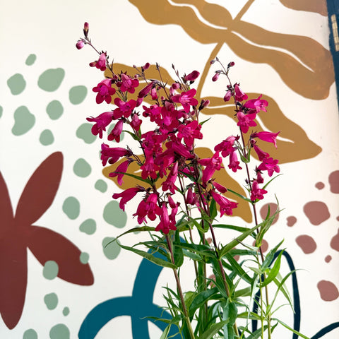 Penstemon 'Garnet' - Beard Tongue [British Grown Perennial] - Sprouts of Bristol