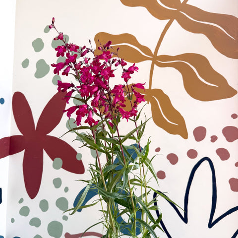 Penstemon 'Garnet' - Beard Tongue [British Grown Perennial] - Sprouts of Bristol