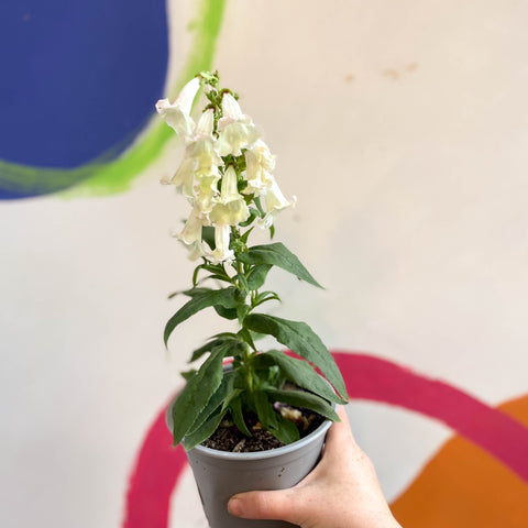 Penstemon hartwegii 'Phoenix Appleblossom' - Beard Tongue [British Grown Perennial] - Sprouts of Bristol