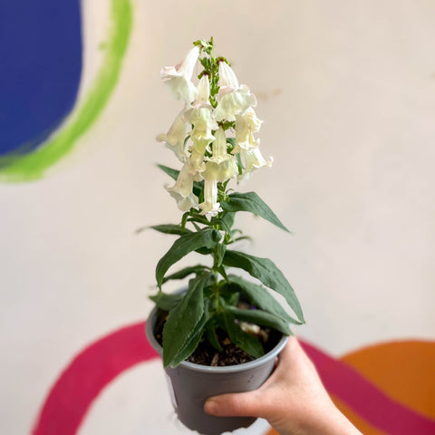 Penstemon hartwegii 'Phoenix Appleblossom' - Beard Tongue [British Grown Perennial] - Sprouts of Bristol