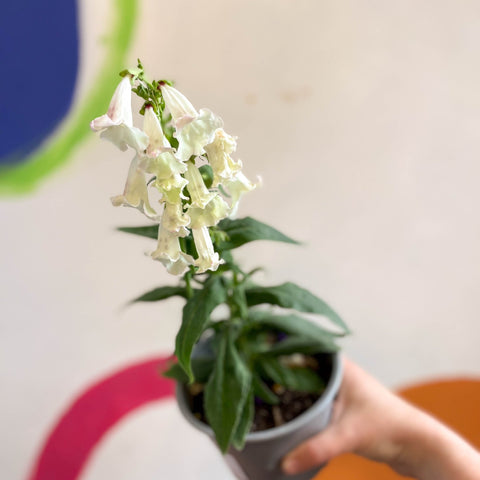 Penstemon hartwegii 'Phoenix Appleblossom' - Beard Tongue [British Grown Perennial] - Sprouts of Bristol