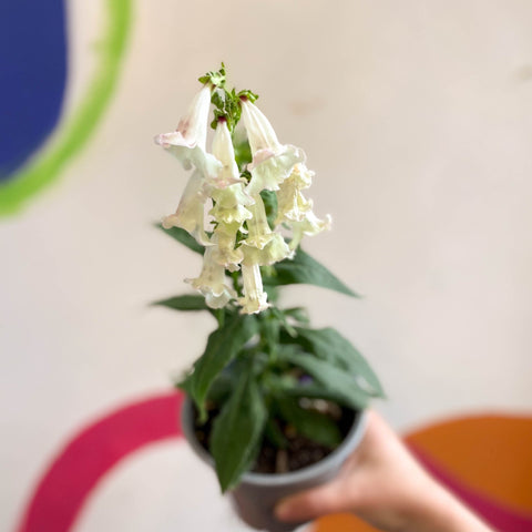 Penstemon hartwegii 'Phoenix Appleblossom' - Beard Tongue [British Grown Perennial] - Sprouts of Bristol