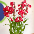 Penstemon hartwegii 'Phoenix Red' - Beard Tongue [British Grown Perennial] - Sprouts of Bristol