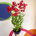 Penstemon hartwegii 'Phoenix Red' - Beard Tongue [British Grown Perennial] - Sprouts of Bristol