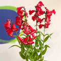 Penstemon hartwegii 'Phoenix Red' - Beard Tongue [British Grown Perennial] - Sprouts of Bristol