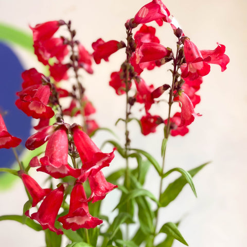 Penstemon hartwegii 'Phoenix Red' - Beard Tongue [British Grown Perennial] - Sprouts of Bristol