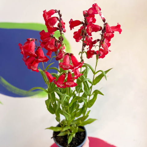 Penstemon hartwegii 'Phoenix Red' - Beard Tongue [British Grown Perennial] - Sprouts of Bristol