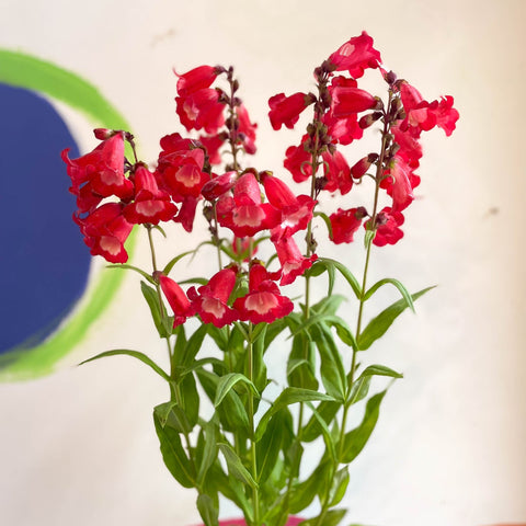 Penstemon hartwegii 'Phoenix Red' - Beard Tongue [British Grown Perennial] - Sprouts of Bristol