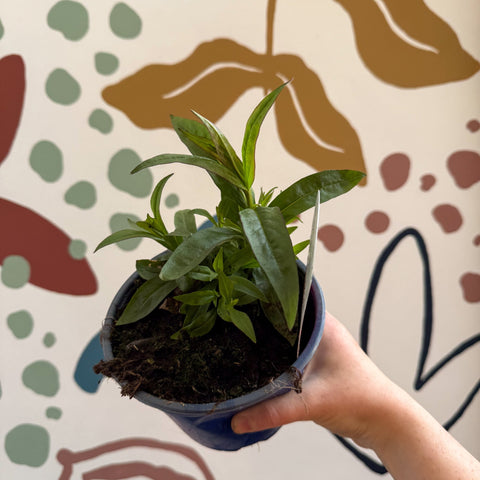 Penstemon 'Quartz Red' - Beard Tongue [British Grown Perennial] - Sprouts of Bristol