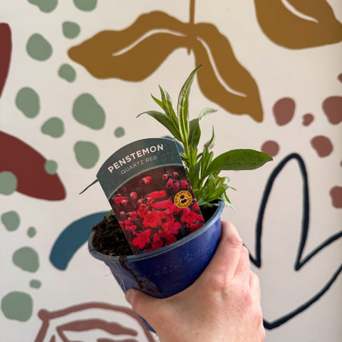 Penstemon 'Quartz Red' - Beard Tongue [British Grown Perennial] - Sprouts of Bristol