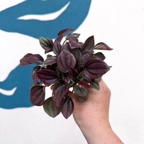 Peperomia caperata 'Cayenne' - Radiator Plant - Sprouts of Bristol
