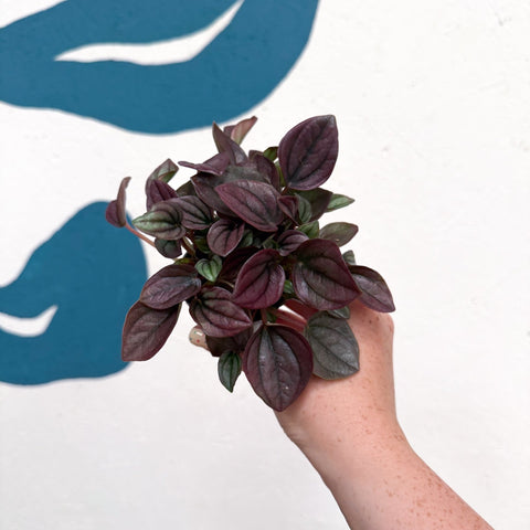 Peperomia caperata 'Cayenne' - Radiator Plant - Sprouts of Bristol