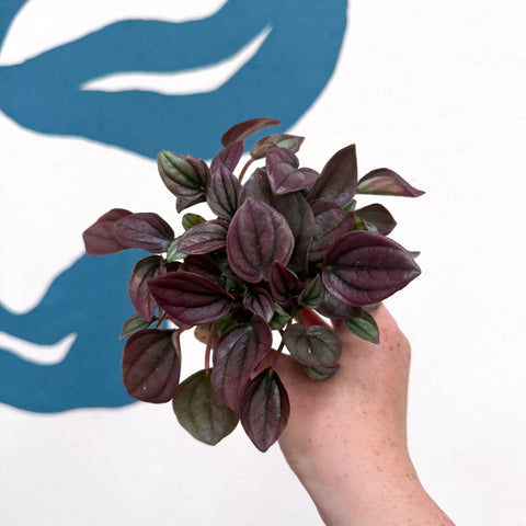 Peperomia caperata 'Cayenne' - Radiator Plant - Sprouts of Bristol