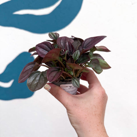 Peperomia caperata 'Cayenne' - Radiator Plant - Sprouts of Bristol