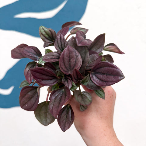 Peperomia caperata 'Cayenne' - Radiator Plant - Sprouts of Bristol