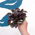 Peperomia caperata 'Cayenne' - Radiator Plant - Sprouts of Bristol