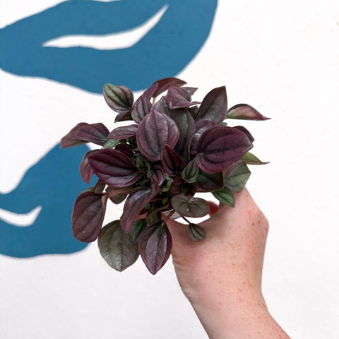Peperomia caperata 'Cayenne' - Radiator Plant - Sprouts of Bristol