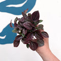 Peperomia caperata 'Cayenne' - Radiator Plant - Sprouts of Bristol