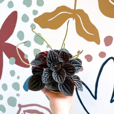 Peperomia caperata 'Chocolat' - Radiator Plant - Sprouts of Bristol