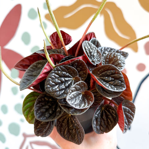 Peperomia caperata 'Chocolat' - Radiator Plant - Sprouts of Bristol