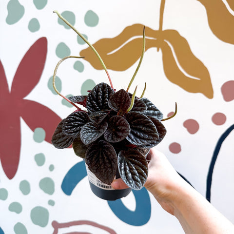 Peperomia caperata 'Chocolat' - Radiator Plant - Sprouts of Bristol