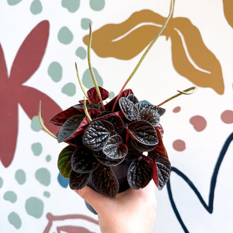 Peperomia caperata 'Chocolat' - Radiator Plant - Sprouts of Bristol